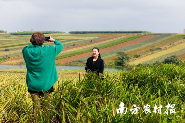 游客在“菠萝的海”拍照打卡。 