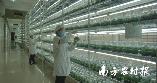 兰花组织培养。