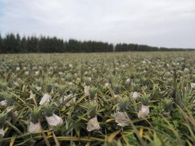 标准化种植基地  