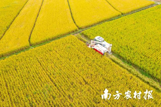 廣東糧食產(chǎn)量實(shí)現(xiàn)“四連增”