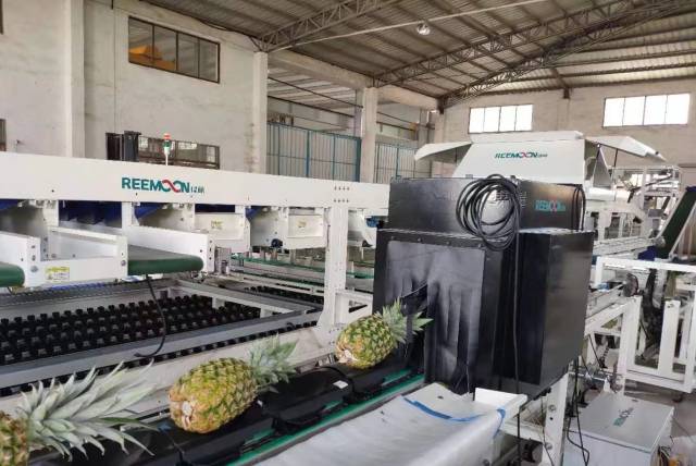 徐闻菠萝智能分选线 