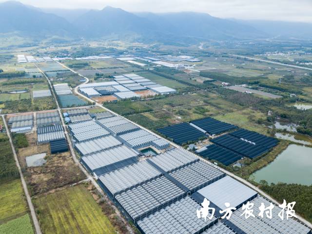 翁源兰花产业聚集发展-连片的兰花大棚。 