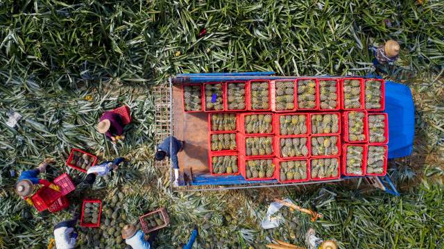 徐闻菠萝采摘进行时 陈北跑 摄