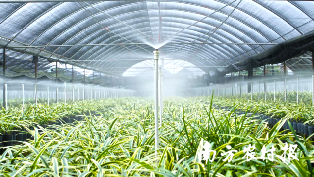 兰花种植大棚。