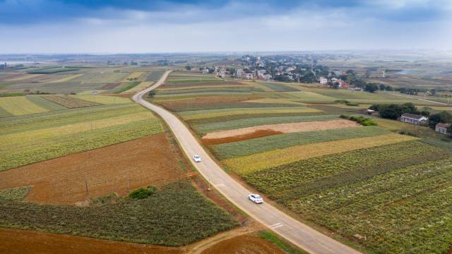 徐闻菠萝种植基地 陈北跑 摄 