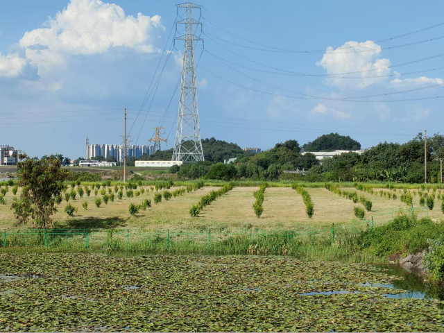 丹灶鎮(zhèn)東聯(lián)渡口地段改造前后對比