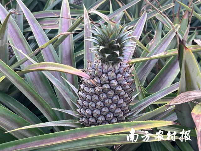 金钻凤梨（台农17号） 