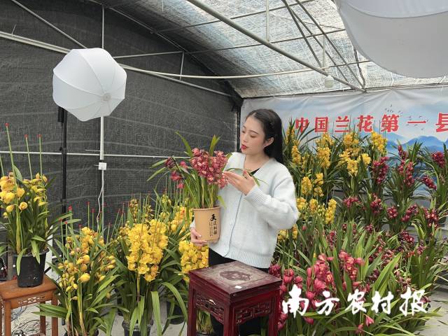 电商直播销售兰花。