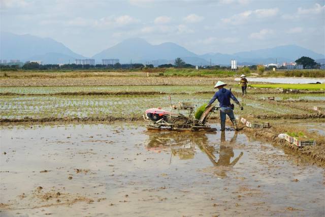可塘镇农户正抢抓农事育秧插秧。