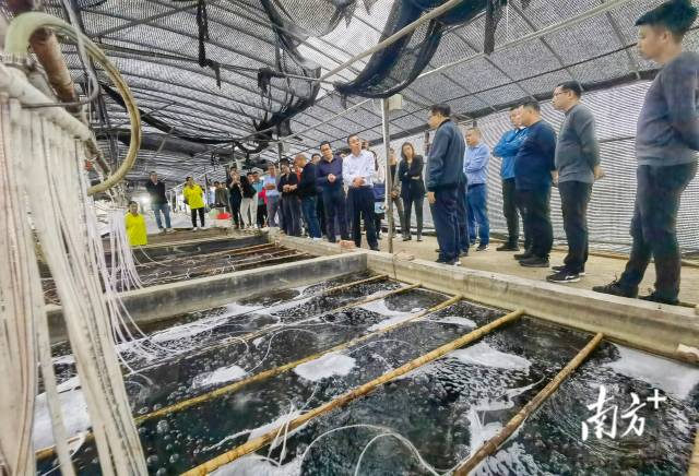 佛肇“双向奔赴”！101新农人领航“百千万工程”新征程