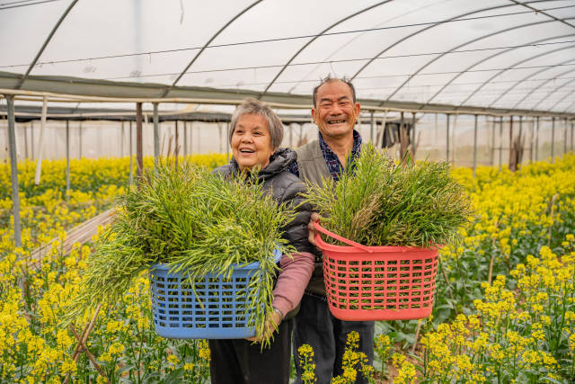 油菜种植户开怀大笑