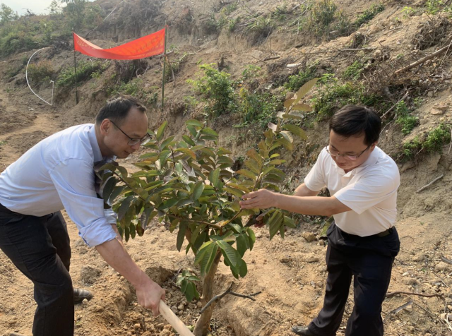 新安镇植树活动现场