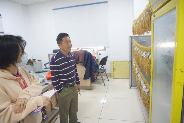 陈建伟育种的香雪丝苗广受汕尾地区农民欢迎。