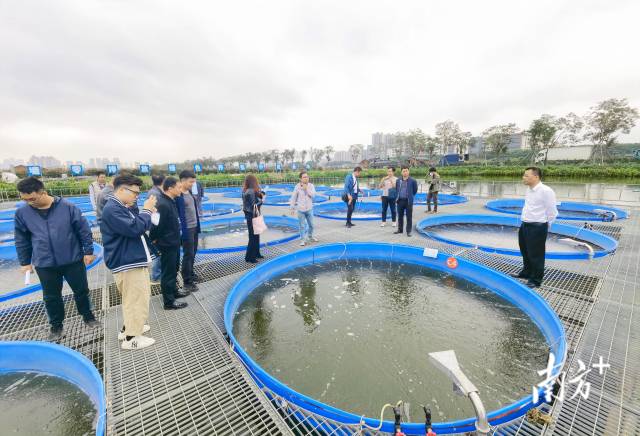肇庆“新农人”一行到佛山市现代渔业科技园考察交流。
