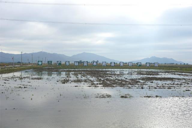 广东丝苗米跨县集群产业园（汕尾市）种植基地