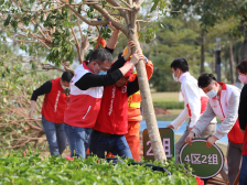 合力栽新苗，同绘绿美图！广东各地联动开展义务植树活动