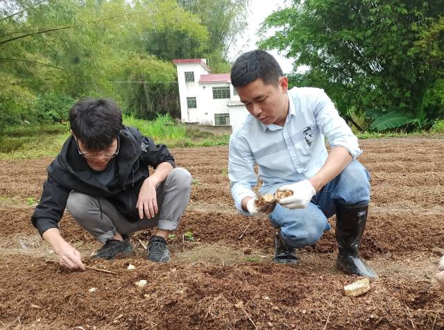 谢浩和林光涛正在田里查看赤松茸生长情况。