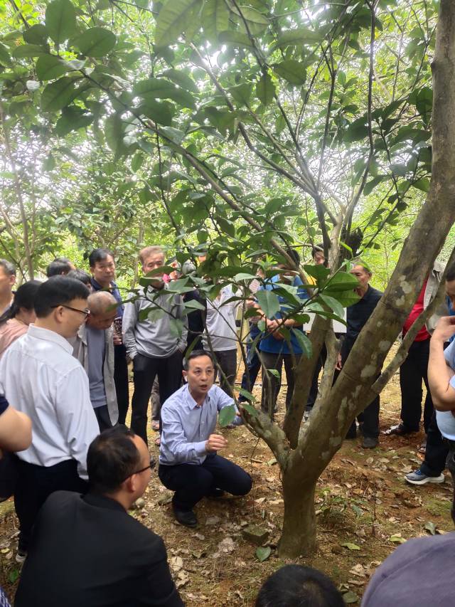 华南农业大学柑橘种植专家徐长宝现场讲解化橘红春季管理要点。