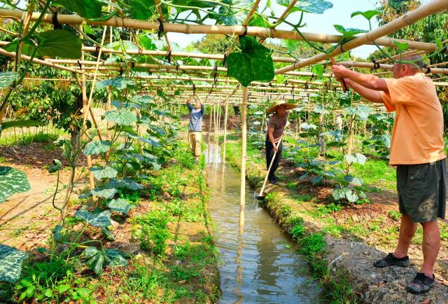 海珠湿地1号地块的活态保护试验田
