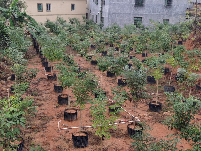 驻封开金装镇工作队利用闲置地种植的苗木。