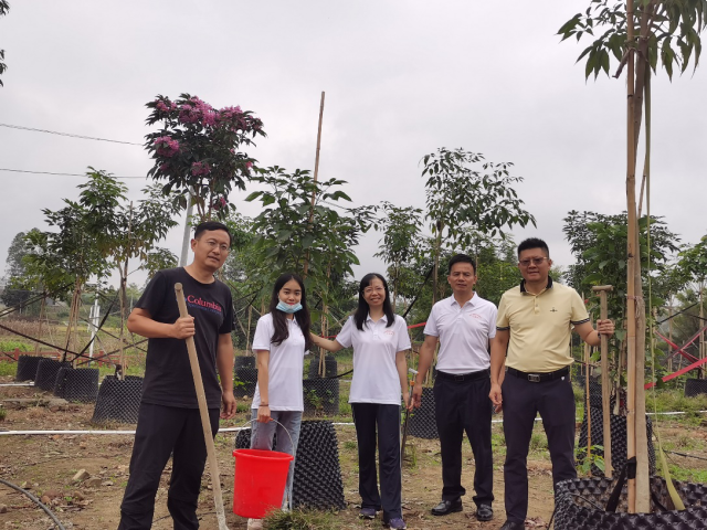 驻封开金装镇工作队利正在维护苗木。