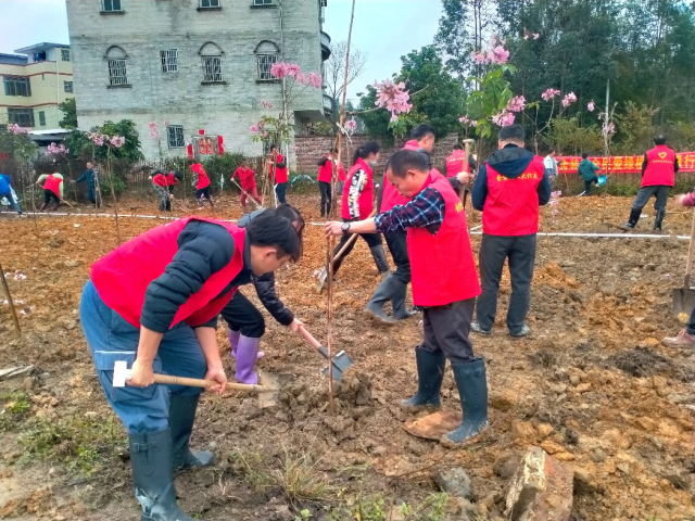 驻封开金装镇工作队正在种植苗木。