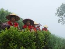 两会听“潮”丨吴美卿：强化规划引领，推进饶北山区茶产业健康发展