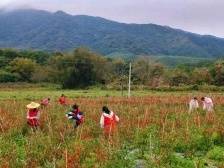 肇庆中心人民医院助力解决农户辣椒销售难题