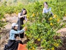 帮扶新力量|蕉岭文福镇：甜蜜的产业