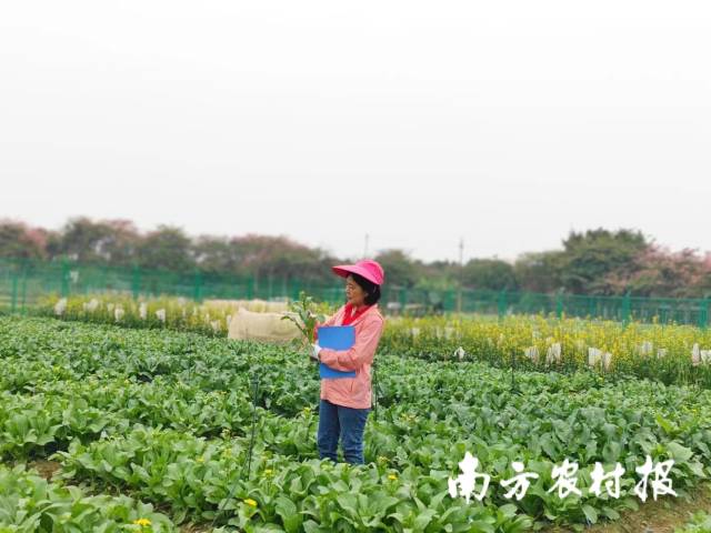 广良公司研究员黄红弟