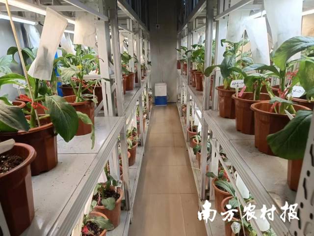 在广良，看见广东叶菜高质量发展的期望！