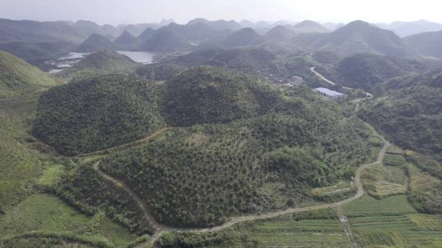 乳源的油茶山绿意盎然 广东宝华农业科技股份有限公司供图。