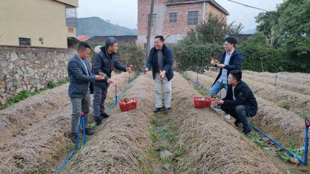 驻一六镇帮扶工作队在采摘赤松茸。