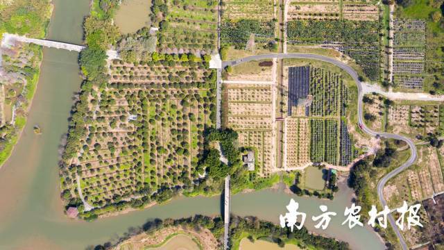 海珠湿地的高畦深沟农业系统遗存