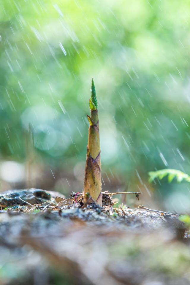 雨后春笋