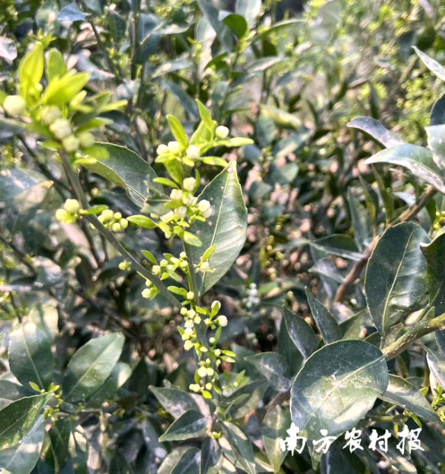 新会柑树正陆续进入大量抽发花芽期。