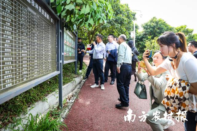 种荔枝成焦点，卖荔枝引热议丨全国涉农媒体走进从化