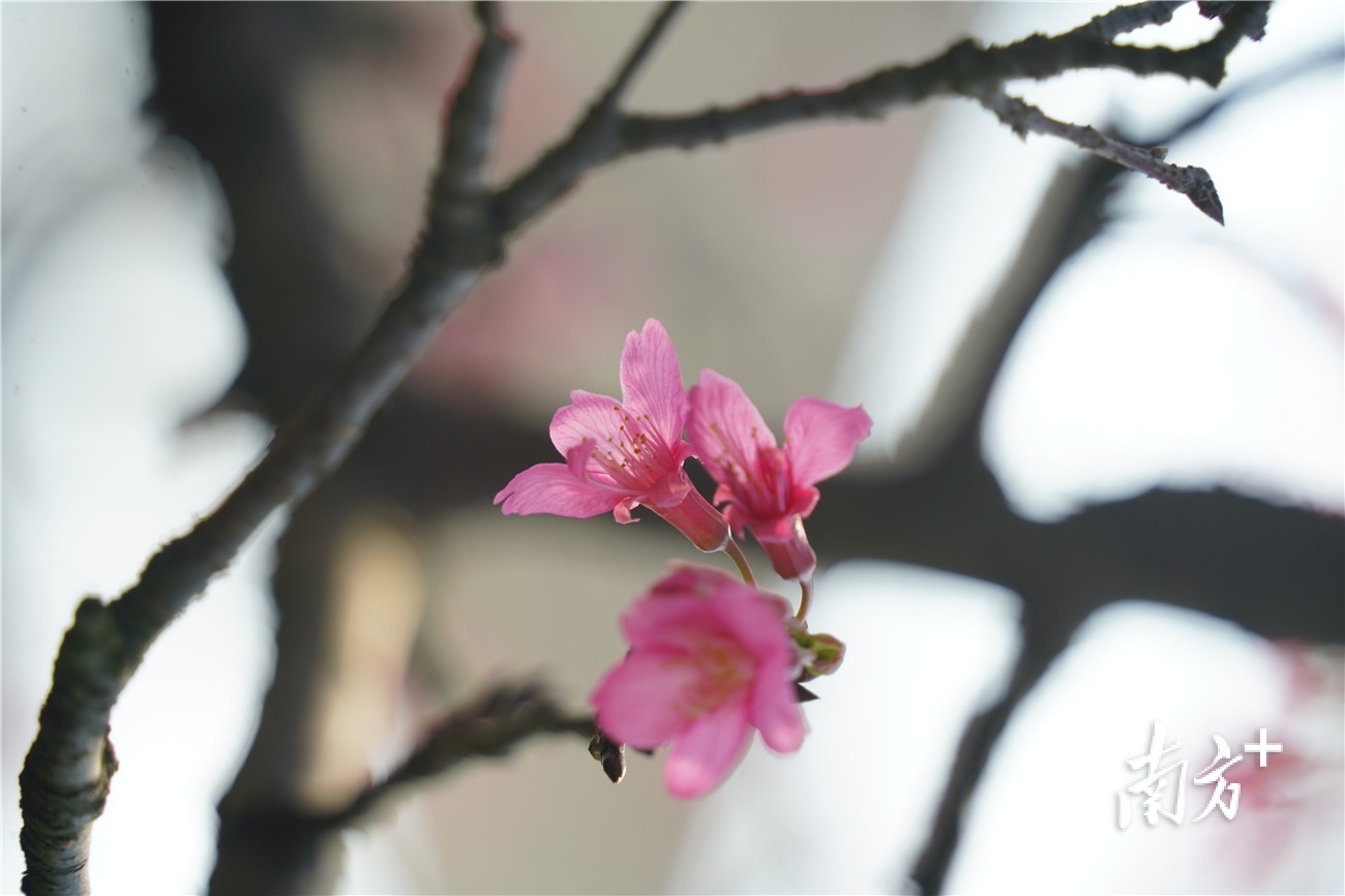 东莞市中心广场的樱花已肆意绽放，将春天的气息带回东莞大地。何绮莹摄。