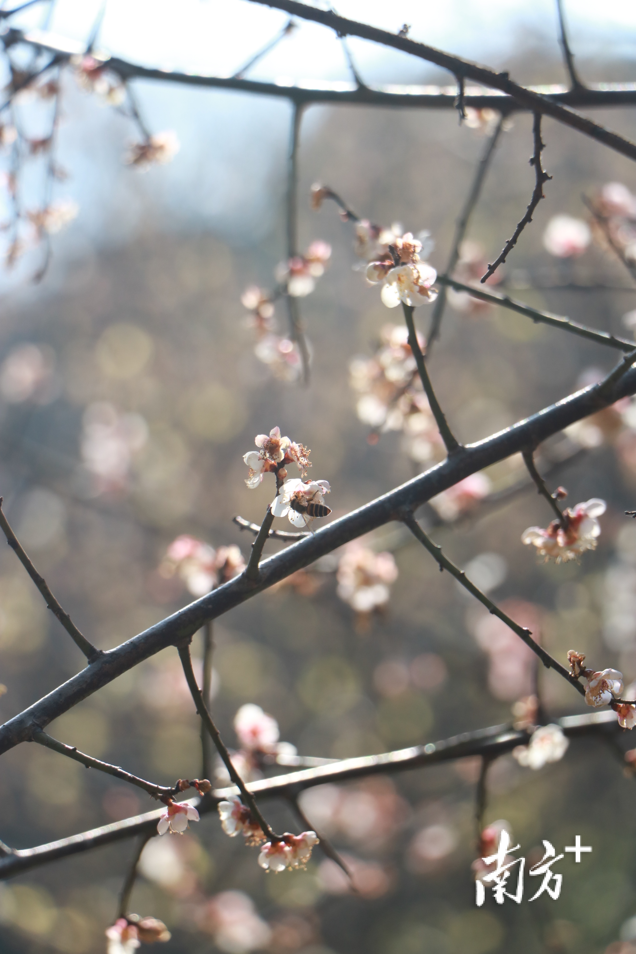 在水濂山水库公园，一朵朵俏丽、莹白的梅花，正在枝头摇曳，不时散发着清香，吸引了蜜蜂前来采蜜。何绮莹摄