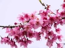 茶园遇上花海，撑起了整个春天的颜值