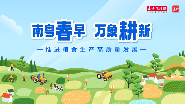 春来种甘蔗 生活更甜蜜