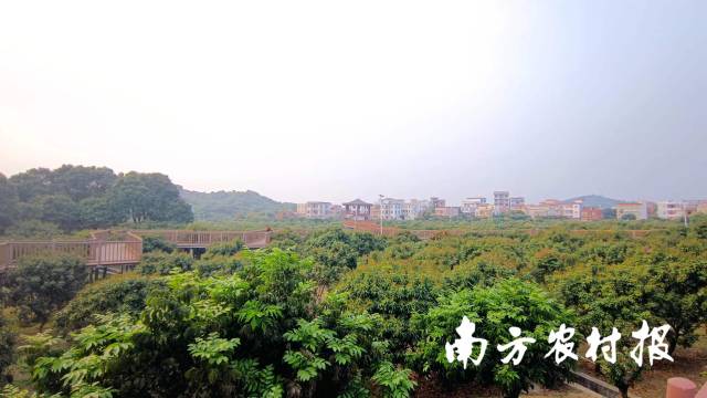 遠遠看去,，荔枝林仿佛披上了一層黃綠色的紗衣。