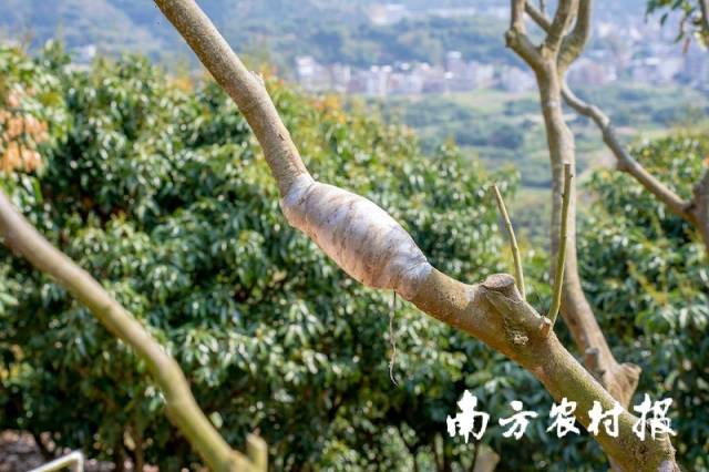 剛剛完成嫁接的荔枝樹,。伍惠麟 攝