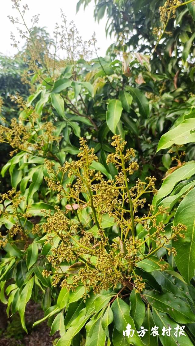 還有10天,，高州荔枝花將迎來盛放期。