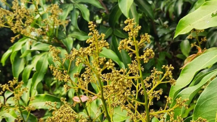 不負(fù)二月好春光,，荔枝花開兆豐年