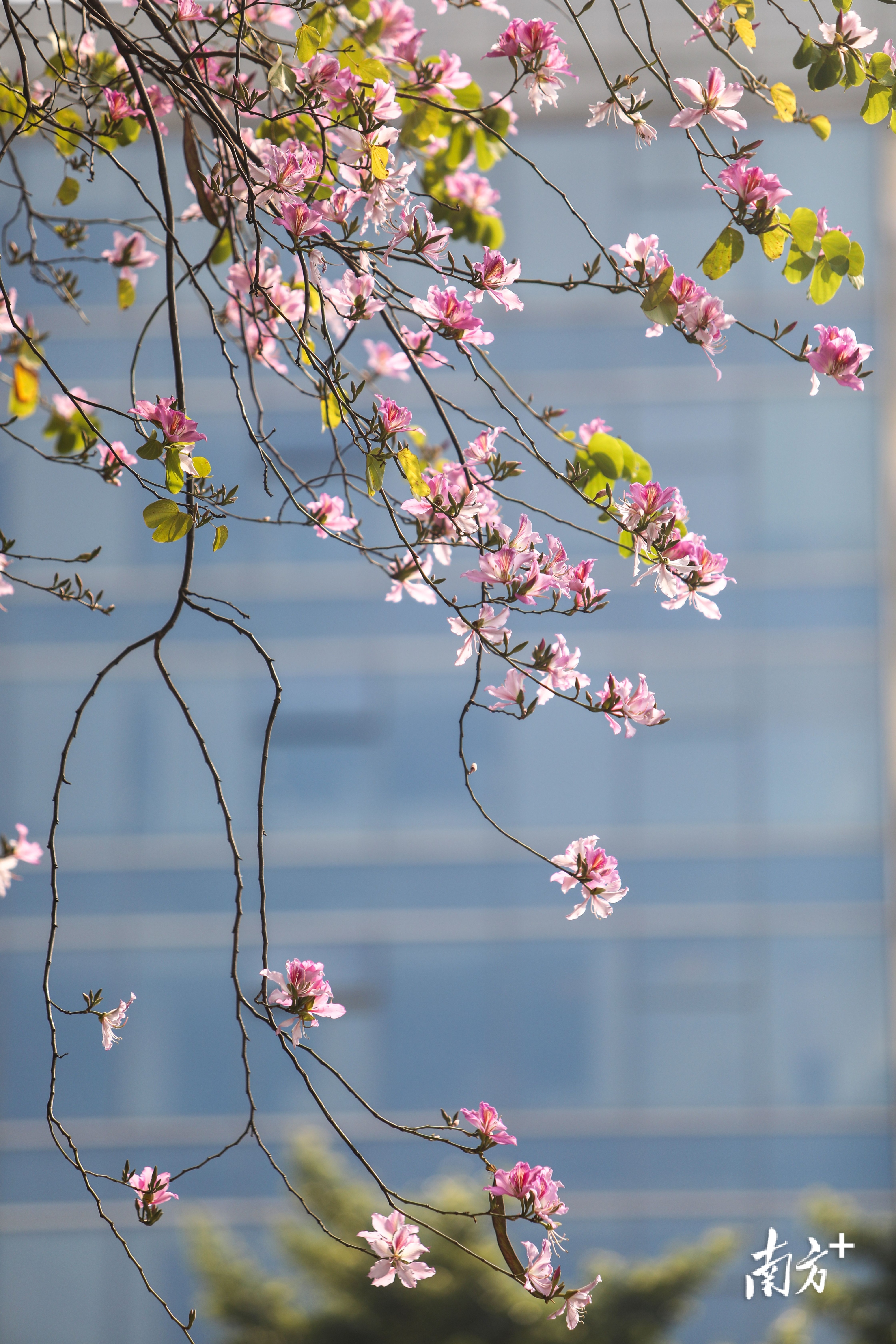 春意盎然广州处处是一片花城景象