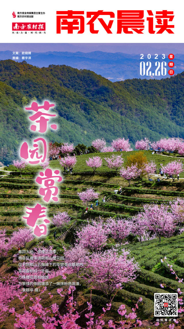 南农晨读丨茶园赏春