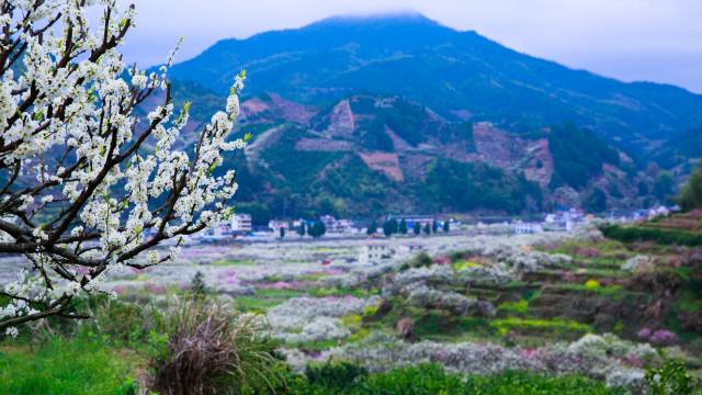 樂昌桃花節(jié)花海,。（潘華剛 攝）