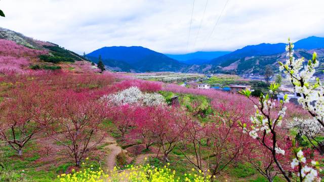 陽春三月,，樂昌桃花、李花,、油菜花齊齊綻放,。（潘華剛 攝）