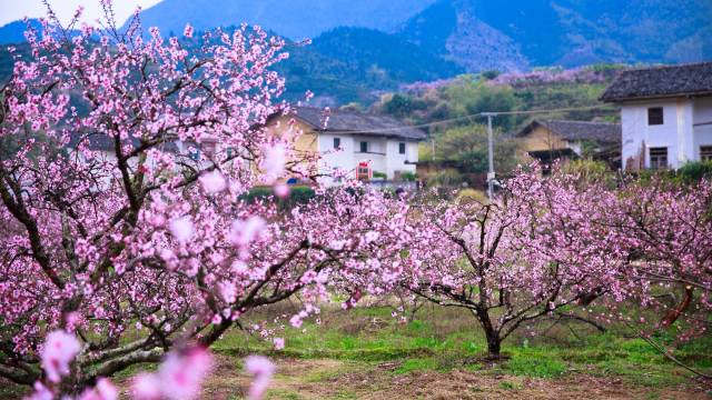 樂昌花海,。（潘華剛 攝）